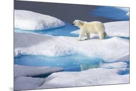 Young Polar Bear (Ursus Maritimus) Walking across Melting Sea Ice-Brent Stephenson-Mounted Photographic Print