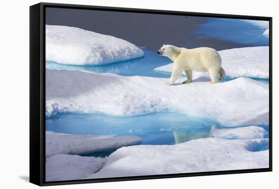 Young Polar Bear (Ursus Maritimus) Walking across Melting Sea Ice-Brent Stephenson-Framed Stretched Canvas