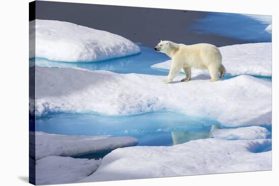 Young Polar Bear (Ursus Maritimus) Walking across Melting Sea Ice-Brent Stephenson-Stretched Canvas