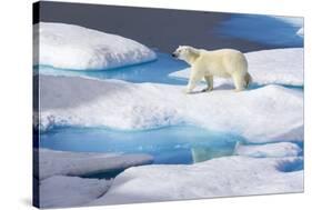 Young Polar Bear (Ursus Maritimus) Walking across Melting Sea Ice-Brent Stephenson-Stretched Canvas