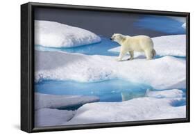 Young Polar Bear (Ursus Maritimus) Walking across Melting Sea Ice-Brent Stephenson-Framed Photographic Print