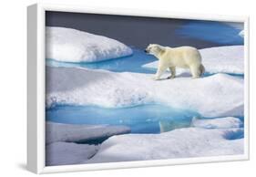 Young Polar Bear (Ursus Maritimus) Walking across Melting Sea Ice-Brent Stephenson-Framed Photographic Print