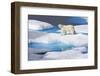 Young Polar Bear (Ursus Maritimus) Walking across Melting Sea Ice-Brent Stephenson-Framed Photographic Print