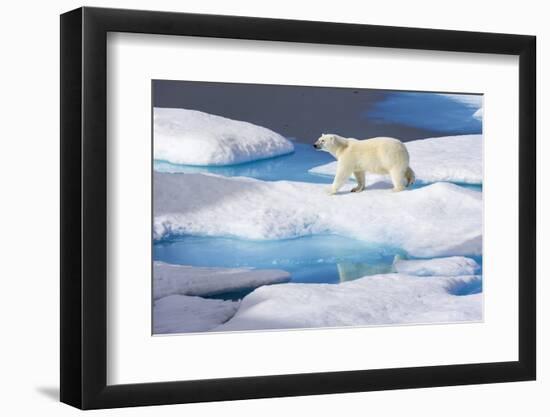 Young Polar Bear (Ursus Maritimus) Walking across Melting Sea Ice-Brent Stephenson-Framed Photographic Print