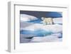 Young Polar Bear (Ursus Maritimus) Walking across Melting Sea Ice-Brent Stephenson-Framed Photographic Print