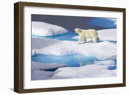 Young Polar Bear (Ursus Maritimus) Walking across Melting Sea Ice-Brent Stephenson-Framed Photographic Print