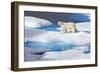 Young Polar Bear (Ursus Maritimus) Walking across Melting Sea Ice-Brent Stephenson-Framed Photographic Print