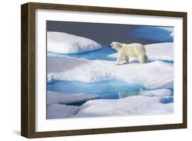 Young Polar Bear (Ursus Maritimus) Walking across Melting Sea Ice-Brent Stephenson-Framed Photographic Print