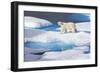 Young Polar Bear (Ursus Maritimus) Walking across Melting Sea Ice-Brent Stephenson-Framed Photographic Print