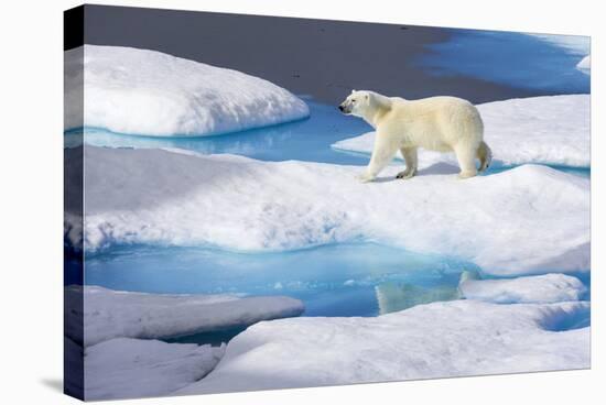 Young Polar Bear (Ursus Maritimus) Walking across Melting Sea Ice-Brent Stephenson-Stretched Canvas