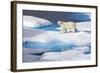 Young Polar Bear (Ursus Maritimus) Walking across Melting Sea Ice-Brent Stephenson-Framed Photographic Print