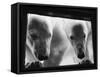 Young Polar Bears at Pool Window-null-Framed Stretched Canvas