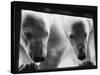 Young Polar Bears at Pool Window-null-Stretched Canvas