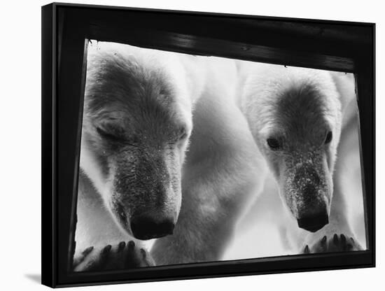 Young Polar Bears at Pool Window-null-Framed Stretched Canvas