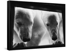 Young Polar Bears at Pool Window-null-Framed Stretched Canvas