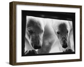 Young Polar Bears at Pool Window-null-Framed Premium Photographic Print