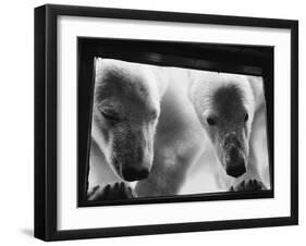 Young Polar Bears at Pool Window-null-Framed Premium Photographic Print