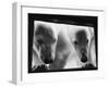 Young Polar Bears at Pool Window-null-Framed Premium Photographic Print