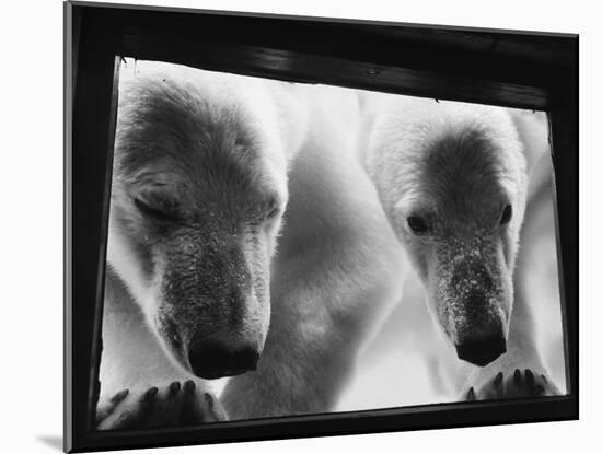 Young Polar Bears at Pool Window-null-Mounted Premium Photographic Print