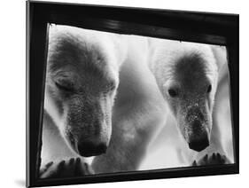 Young Polar Bears at Pool Window-null-Mounted Premium Photographic Print