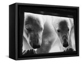 Young Polar Bears at Pool Window-null-Framed Stretched Canvas