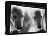 Young Polar Bears at Pool Window-null-Stretched Canvas