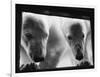 Young Polar Bears at Pool Window-null-Framed Photographic Print