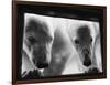 Young Polar Bears at Pool Window-null-Framed Photographic Print