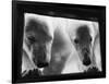 Young Polar Bears at Pool Window-null-Framed Photographic Print