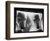 Young Polar Bears at Pool Window-null-Framed Photographic Print