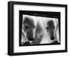 Young Polar Bears at Pool Window-null-Framed Photographic Print