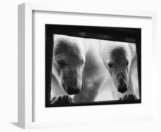Young Polar Bears at Pool Window-null-Framed Photographic Print