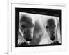 Young Polar Bears at Pool Window-null-Framed Photographic Print