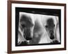 Young Polar Bears at Pool Window-null-Framed Photographic Print