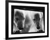 Young Polar Bears at Pool Window-null-Framed Photographic Print