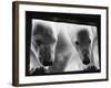 Young Polar Bears at Pool Window-null-Framed Photographic Print