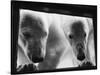 Young Polar Bears at Pool Window-null-Stretched Canvas
