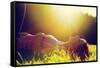 Young Pretty Woman Lying on the Grass at Summer Sunset-Michal Bednarek-Framed Stretched Canvas