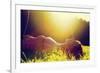 Young Pretty Woman Lying on the Grass at Summer Sunset-Michal Bednarek-Framed Photographic Print