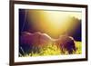 Young Pretty Woman Lying on the Grass at Summer Sunset-Michal Bednarek-Framed Photographic Print