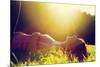 Young Pretty Woman Lying on the Grass at Summer Sunset-Michal Bednarek-Mounted Photographic Print