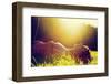 Young Pretty Woman Lying on the Grass at Summer Sunset-Michal Bednarek-Framed Photographic Print