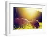 Young Pretty Woman Lying on the Grass at Summer Sunset-Michal Bednarek-Framed Photographic Print