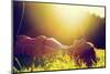 Young Pretty Woman Lying on the Grass at Summer Sunset-Michal Bednarek-Mounted Photographic Print