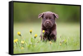 Young Puppy of Brown Labrador Retriever Dog Photographed Outdoors on Grass in Garden.-Mikkel Bigandt-Framed Stretched Canvas