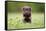Young Puppy of Brown Labrador Retriever Dog Photographed Outdoors on Grass in Garden.-Mikkel Bigandt-Framed Stretched Canvas
