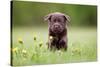 Young Puppy of Brown Labrador Retriever Dog Photographed Outdoors on Grass in Garden.-Mikkel Bigandt-Stretched Canvas