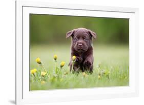 Young Puppy of Brown Labrador Retriever Dog Photographed Outdoors on Grass in Garden.-Mikkel Bigandt-Framed Photographic Print