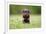 Young Puppy of Brown Labrador Retriever Dog Photographed Outdoors on Grass in Garden.-Mikkel Bigandt-Framed Photographic Print