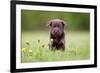 Young Puppy of Brown Labrador Retriever Dog Photographed Outdoors on Grass in Garden.-Mikkel Bigandt-Framed Photographic Print